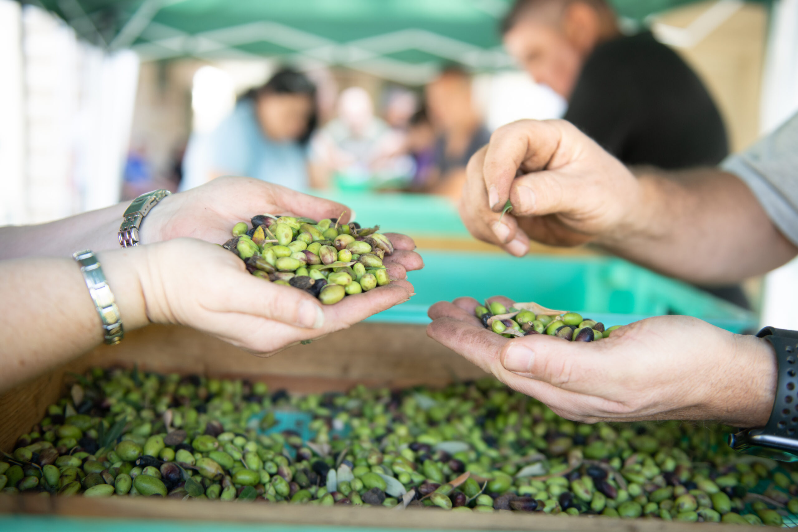 BOV Staff Joins Olive Picking Event in Support of Caritas